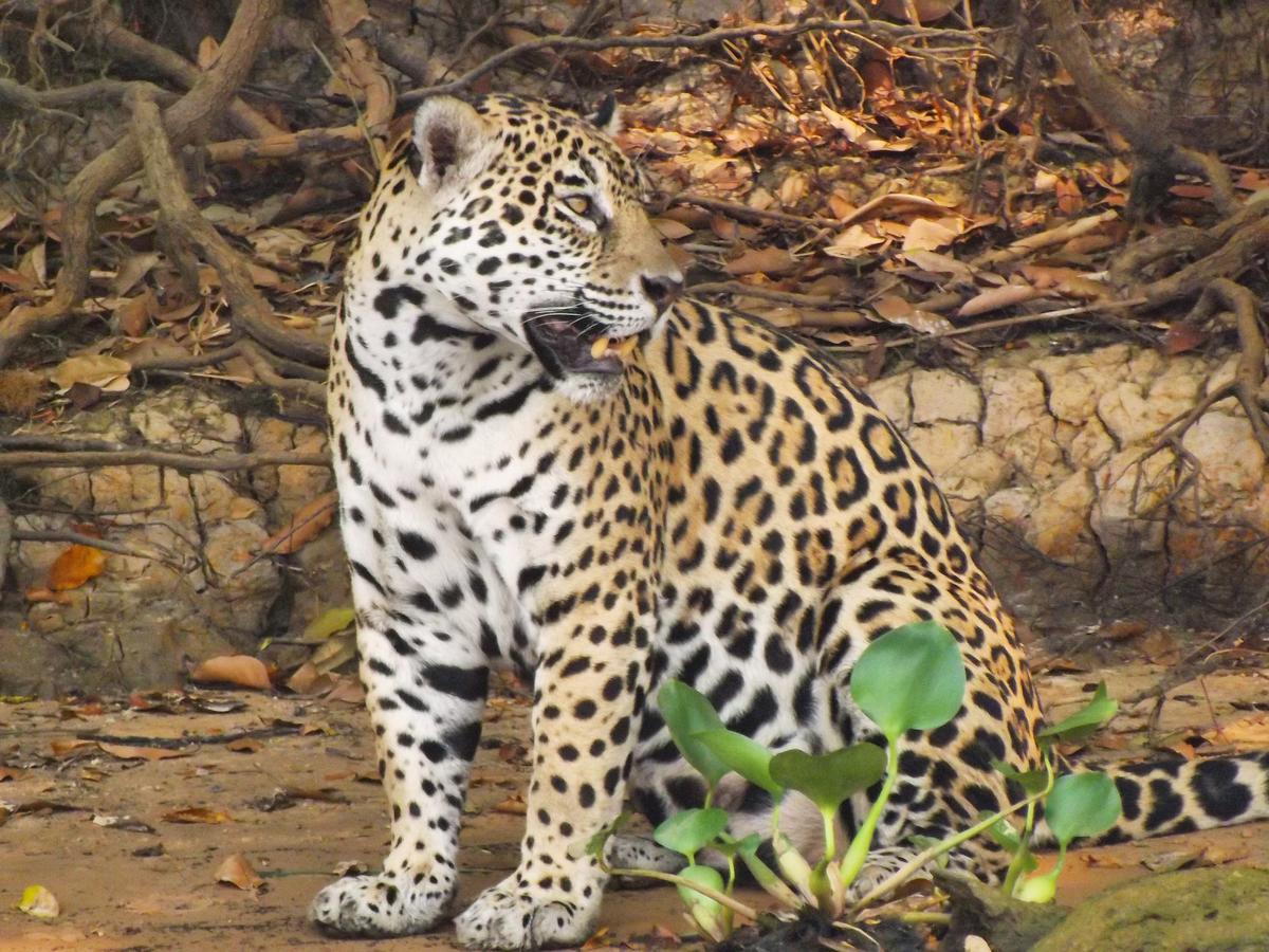 Pousada Reserva Ecologica Jaguar Pocone Exterior photo